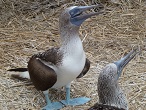 equator galapagos